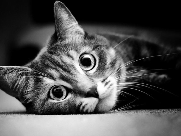 котики черно белые