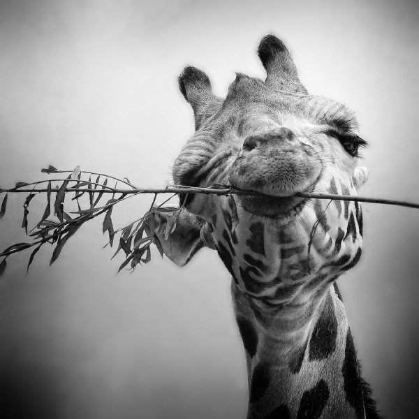 жираф картина