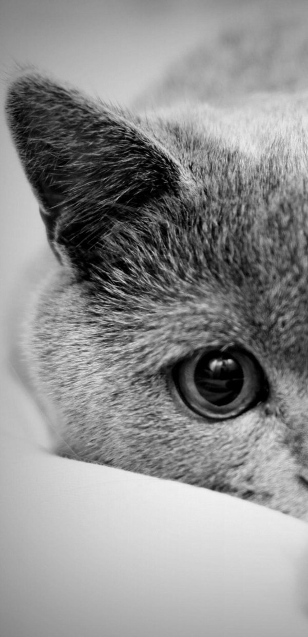 серые котики