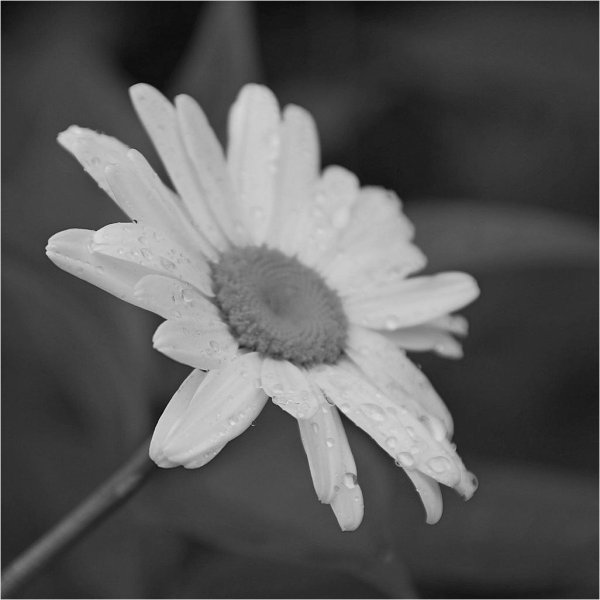 чёрно белый мир