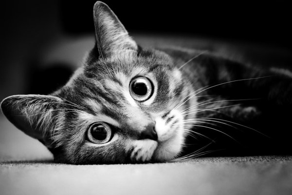 котики черно белые