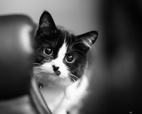 чёрнобелая кошка