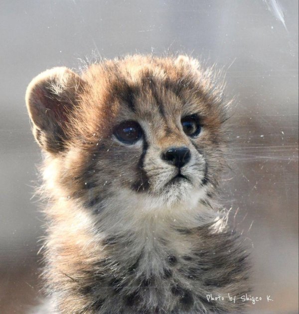 малыш гепарда