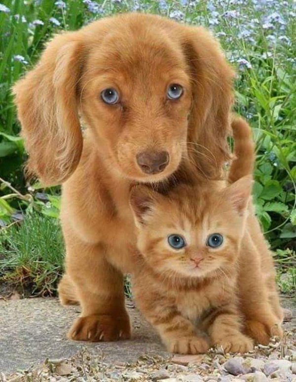 рыжий щенок