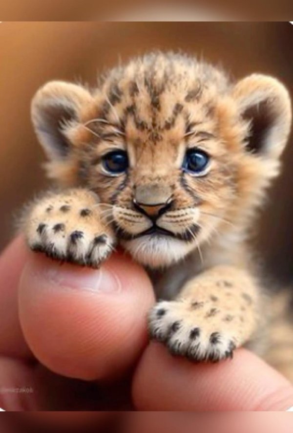 детеныши льва