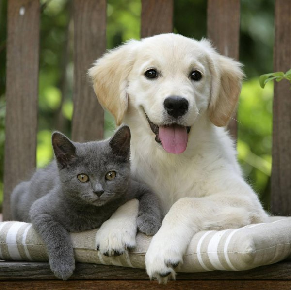 всемирный день домашних животных