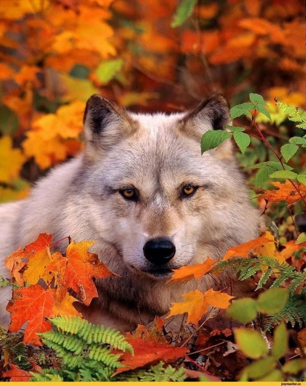 волк осенью