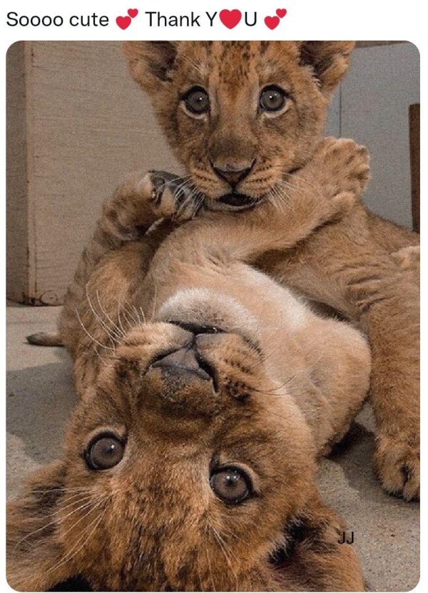 лев львенок