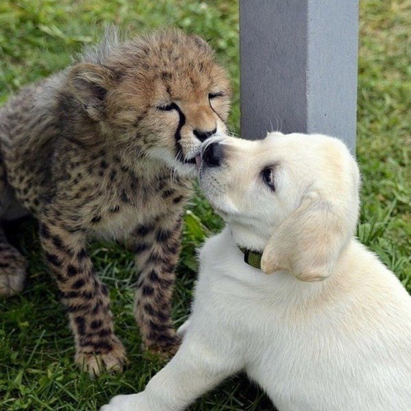 дружба животных