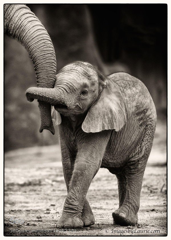 слон слоненок