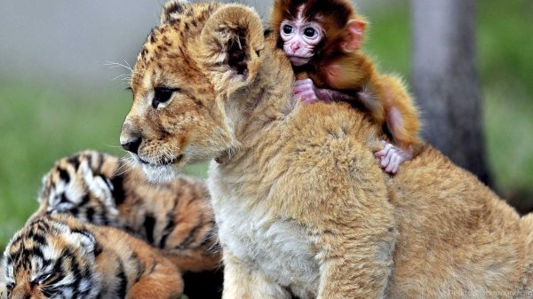 детеныши льва