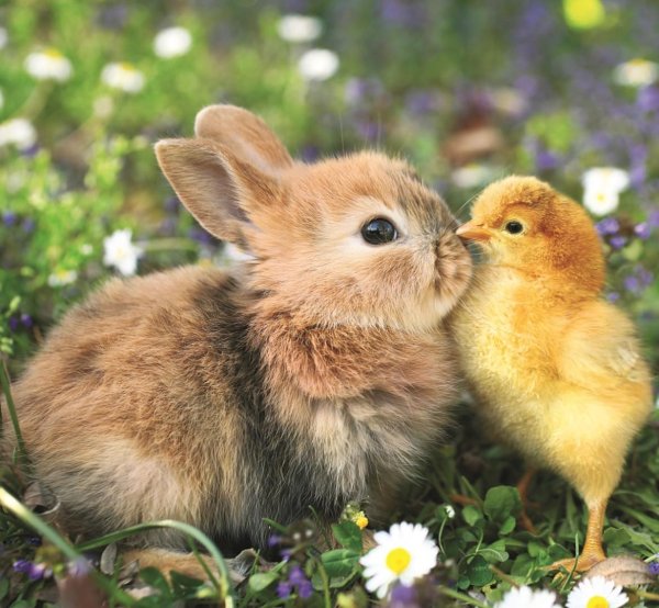 кролик и цыпленок