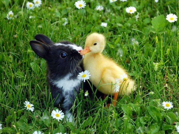 утенок маленький