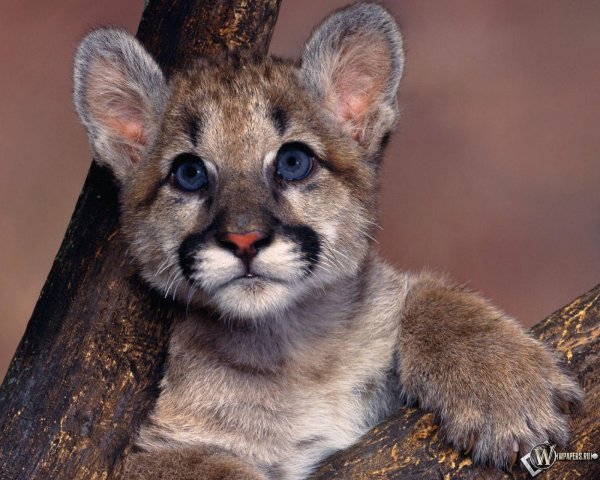 маленькая пума