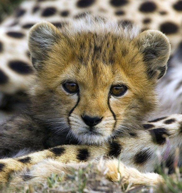 гепард малыш