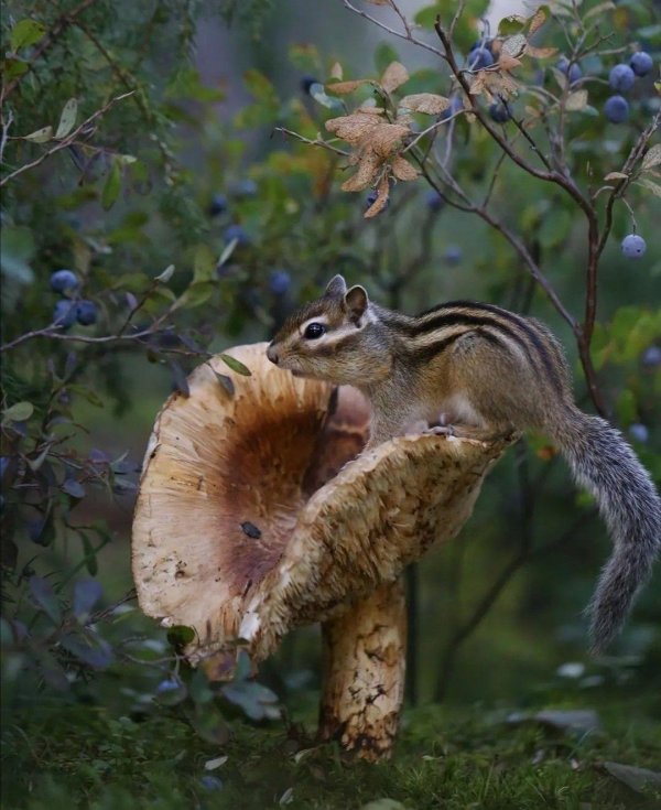 дикая природа