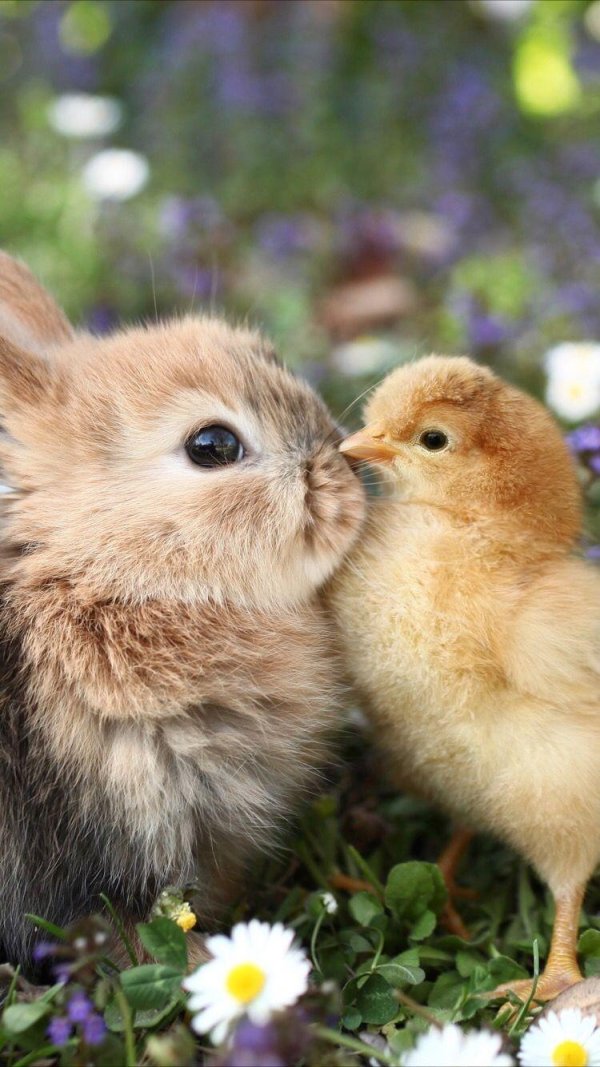 цыпленок милый