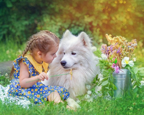 фотосессия с самоедами