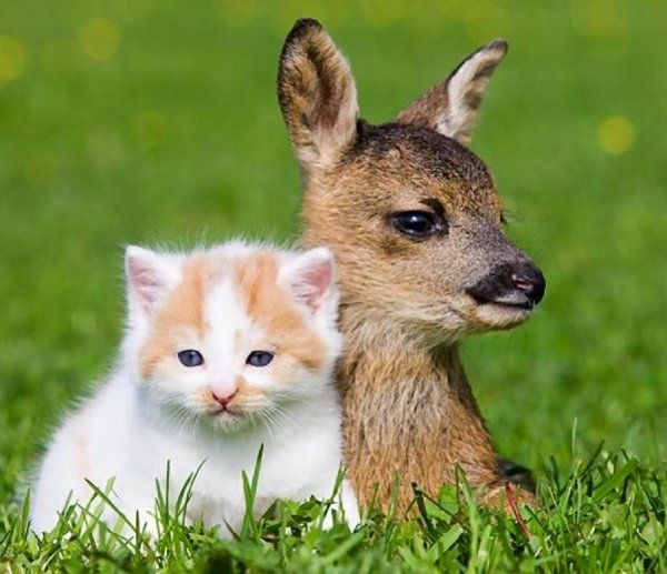 дружба животных