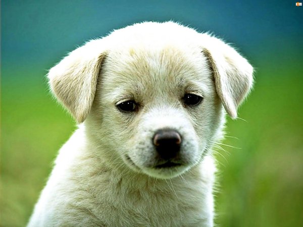 лабрадор ретривер