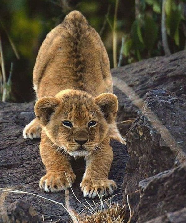 красивый львенок