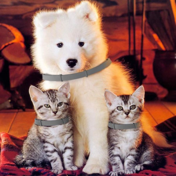 самоедская лайка