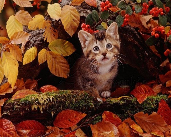 осень кот