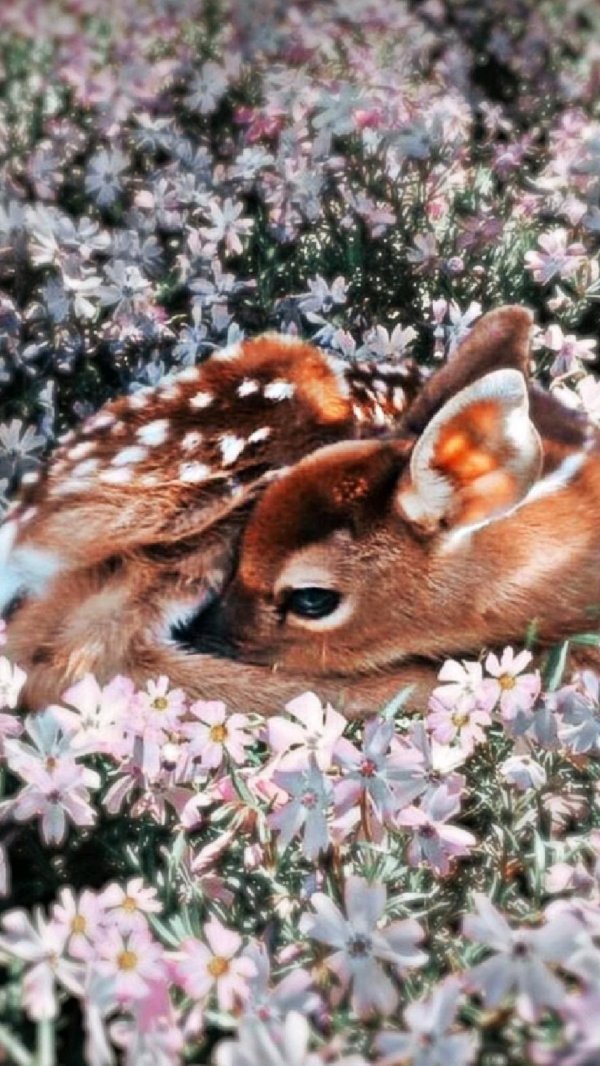 олень олениха олененок оленята