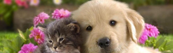 щенок с котенком