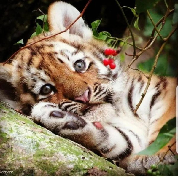 спящий тигренок