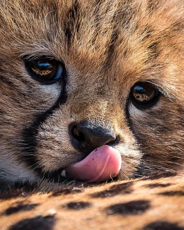 детеныш гепарда