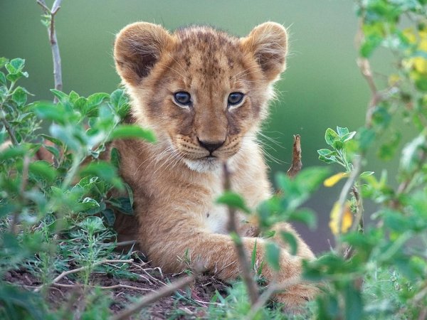 красивый львенок