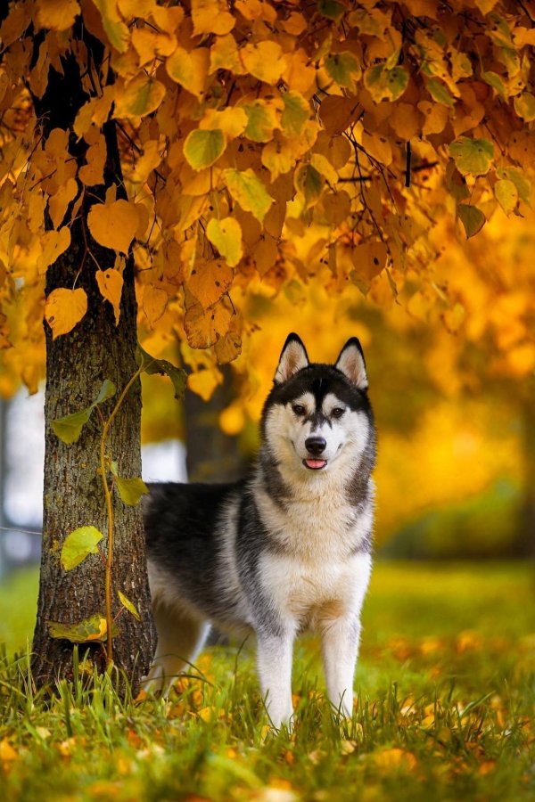 сибирская хаска