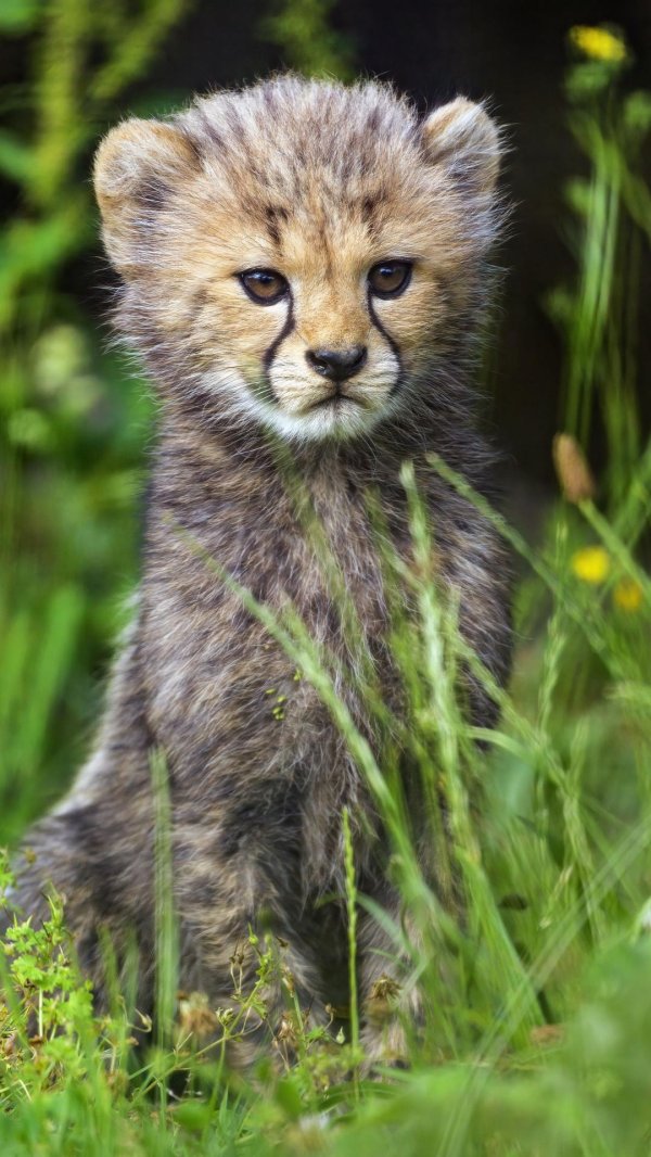 cheetah cub