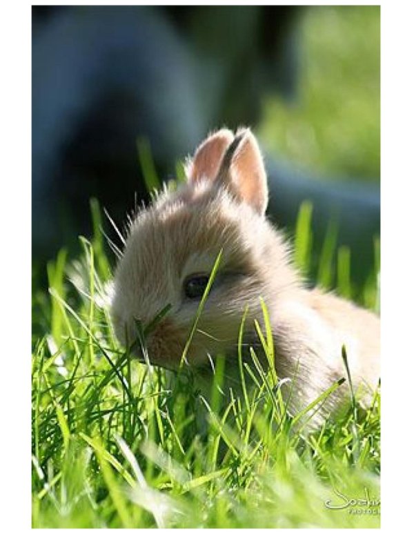 кролик в траве