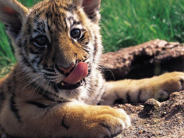 тигренок тигр