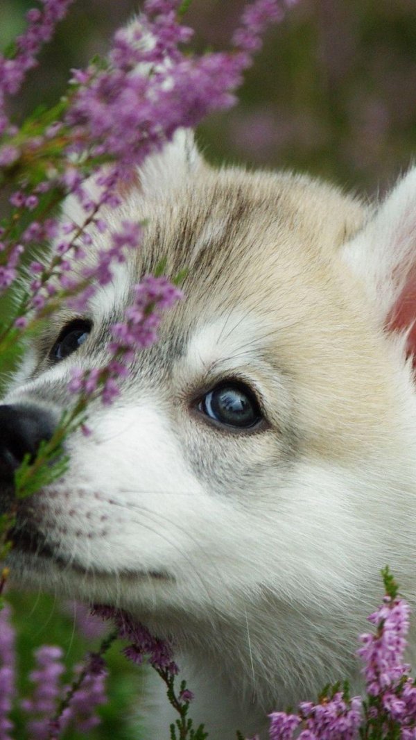 хаски щенята