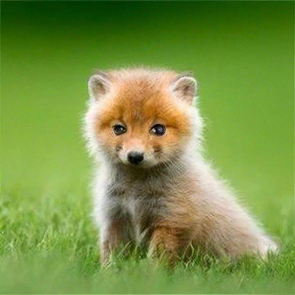 очаровательные лисята