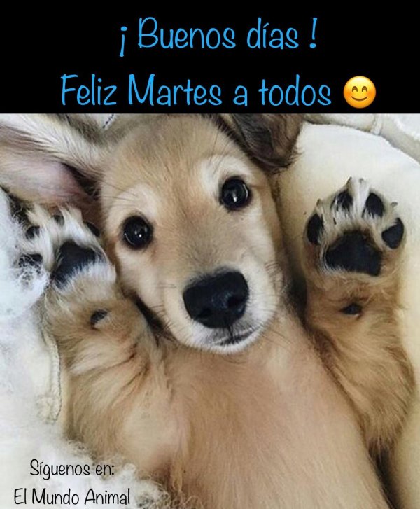 собачка милая