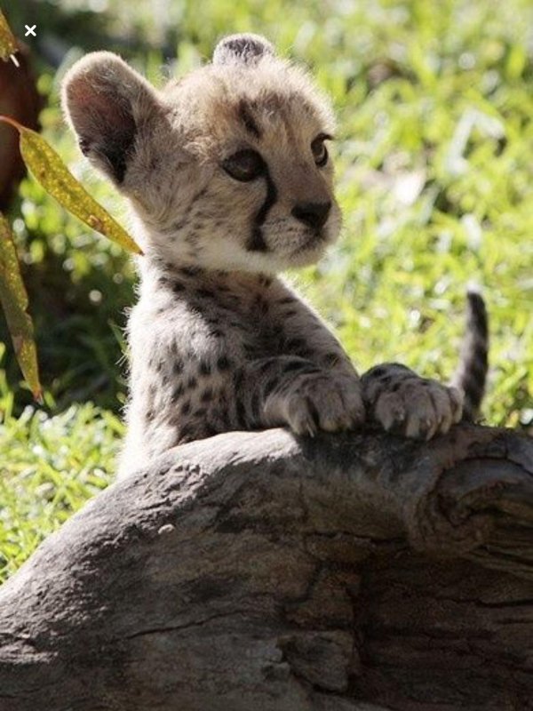 детеныш гепарда