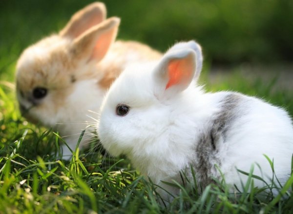 белые кролики