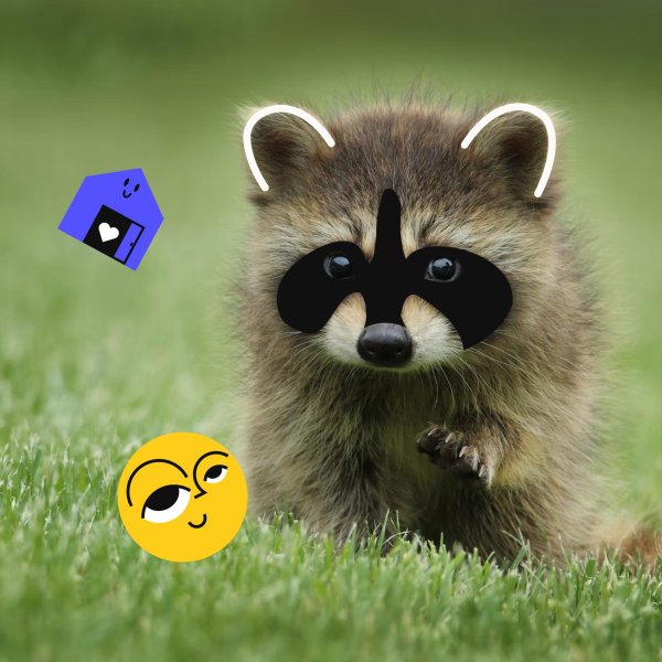 енот полоскун