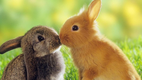 два кролика