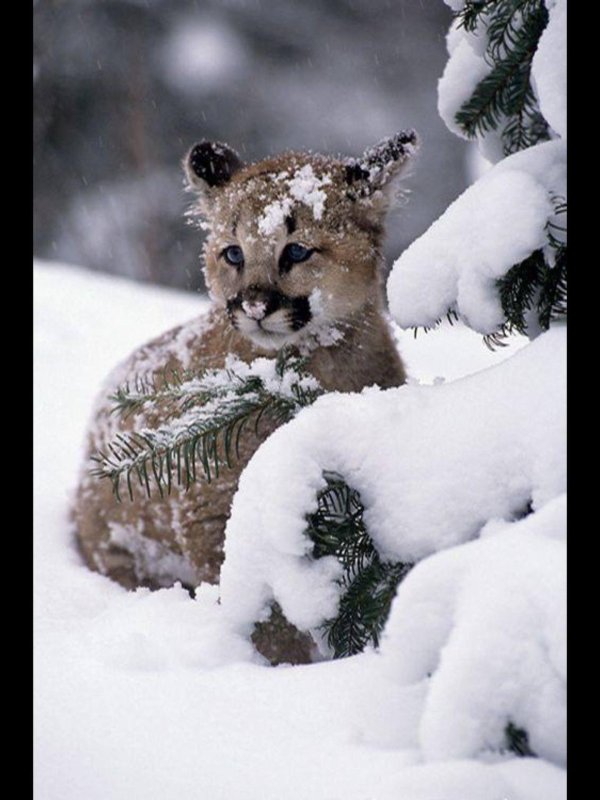 С животными