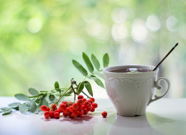 рябина красная