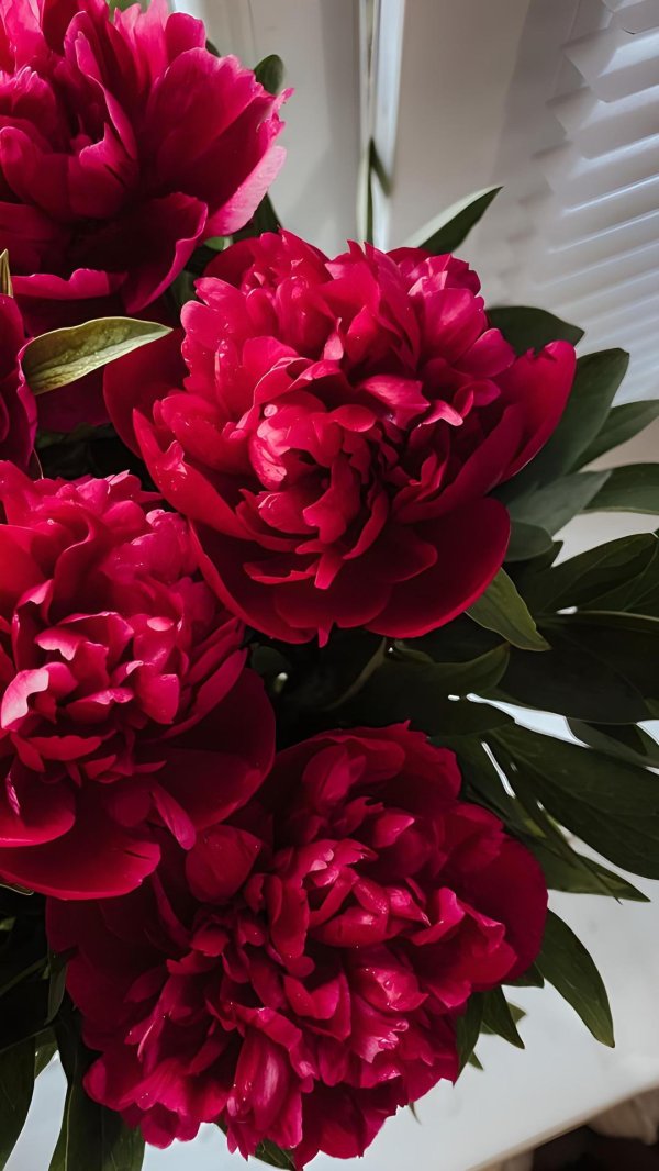 пион красивый