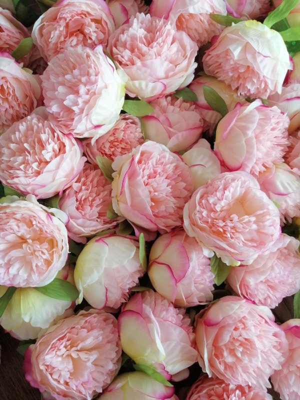 декоративные пионы