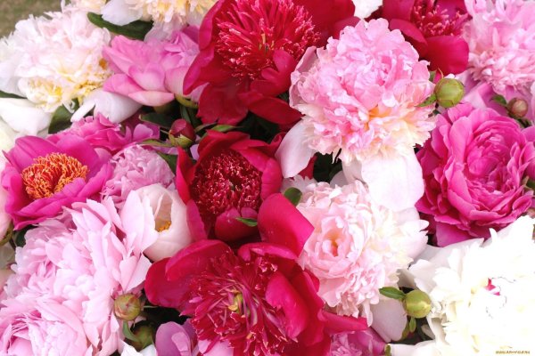 пион филомель