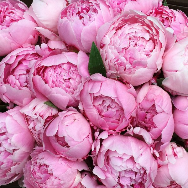 пиона цветок