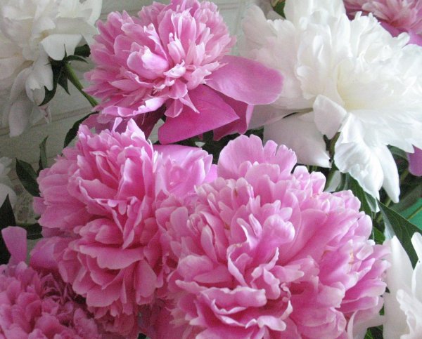 пион индепенденс дэй